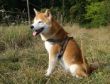 1 Zaiho 10-09-2009-1.jpg