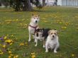 3 Inu Luna Fipsi 19-03-2010-3 .JPG