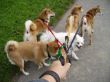 4Shibas+Susi13-10-06016 (2).jpg
