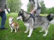 4 Inu Malamut 17-05-08-4.jpg