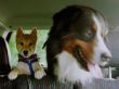 20 Shiba Inu und Max-Auto 28-08-2002.jpg