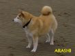 26-04-2010 Arashi Shiba Treffen in Glückstadt-1.jpg