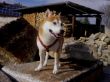Shiba Inu Ryutaro Aka Inu  30-03-2010-001.JPG