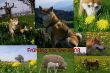 Inu Löwenzahn Collage 05-09 (2) (3).jpg