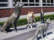 3-23-06-2010 Inu Fuchs Brunnen-002.JPG