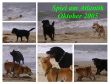 3 Inu Labrador Plouhinec Collage 10-2005.jpg
