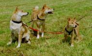 Ina, Azumi und Inu