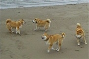 5 Shiba Inu toben am Strand April 2010